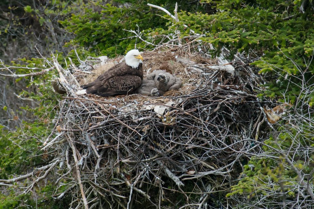 Bald Eagle